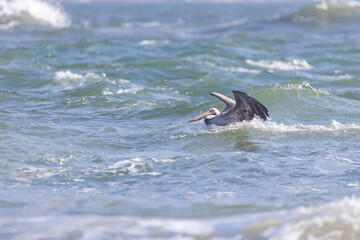 Obraz premium Pelican flapping it's wings in the ocean