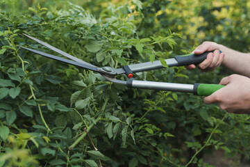 cropped view of gardener trimming bushes with pruner.