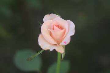 Rose White Color Flower