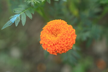 Marigold Flower Nature Background