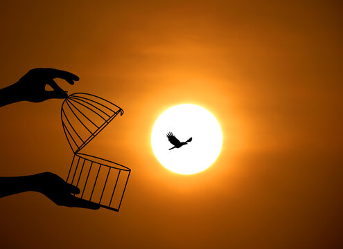 Bird Flying Out of Cage, Freedom Concept, freeing Bird from the cage, bird In cage Set Free, Freedom for animals.
