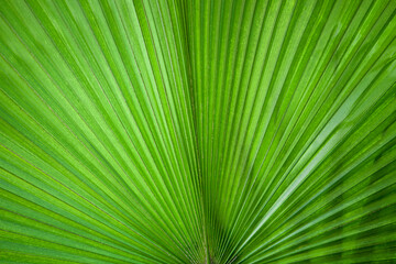 Green Palm Leaf. Exotic Leaves in Tropical Garden in Bangkok, Thailand. Washingtonia Robusta known as Mexican Fan Palm. 