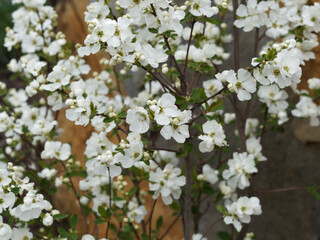 Exochorda x macrantha 'The Bride' | Buisson de Perles ou  à floraison printanière dense, blanche immaculée entre des petits boutons non éclos dans un feuillage vert clair