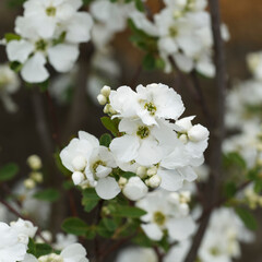 Fototapeta premium Exochorda x macrantha 'The Bride' | Buisson de Perles ou à floraison printanière dense, blanche immaculée entre des petits boutons non éclos dans un feuillage vert clair