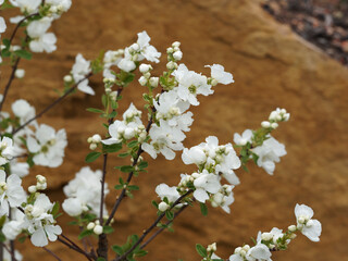 Exochorda x macrantha 'The Bride' - Buisson de perles ou arbre de la mariée aux longs rameaux retombant couverts de grappes de fleurs blanc pur dans un feuillage oval, vert clair à bleuté