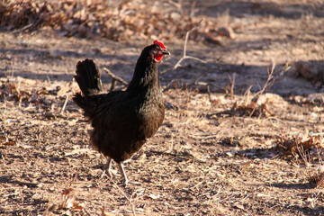 rooster in the field