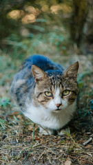 Street yard thoroughbred white and gray striped stray cat walking in town, Portrait of cute homeless abandoned pet with yellow eyes in Kyiv at sunny summer day, Garden with grass in background