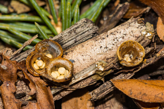 Common Bird's Nest Fungi - Crucibulum laeve