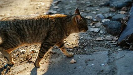 Street yard thoroughbred gray striped stray cat walking in town, Portrait of cute homeless abandoned pet with yellow eyes in Kyiv city at sunny summer day, Garden with grass in background, free cat