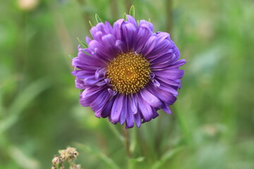Aster Violet Flower Nature Background