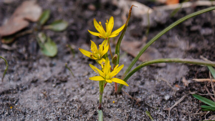 Gagea villosa or hairy star of bethlehem blooming in spring, wild plant flower, yellowe hairy gagea, beautiful landscape, selective focus and diffused brown background, Liliaceae at sunny day