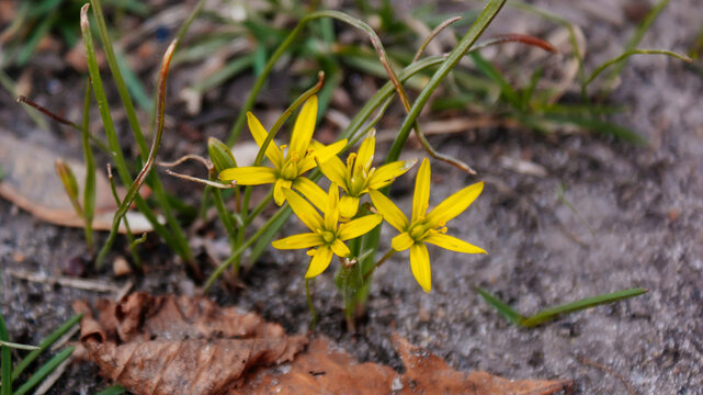 Gagea villosa or hairy star of bethlehem blooming in spring, wild plant flower, yellowe hairy gagea, beautiful landscape, selective focus and diffused brown background, Liliaceae at sunny day