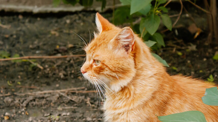 Street yard thoroughbred ginger tabby cat walking in town, Portrait of cute red orange abandoned pet with green eyes in Kyiv city at sunny summer day, Garden with grass in background, free cat