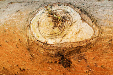 wooden log, close up of a cut tree in a jungle, nature image