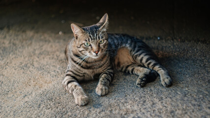 Street yard thoroughbred gray striped stray cat walking in town, Portrait of cute homeless abandoned pet with yellow eyes in Kyiv city at sunny summer day, Garden with grass in background, free cat