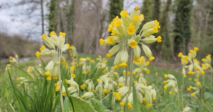 Magnifiques primev&egrave;res en fleurs au printemps 