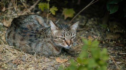 Street yard thoroughbred gray striped stray cat walking in town, Portrait of cute homeless abandoned pet with yellow eyes in Kyiv city at sunny summer day, Garden with grass in background, free cat