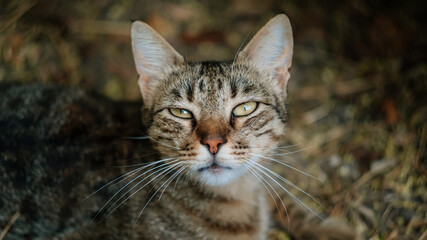 Street yard thoroughbred gray striped stray cat walking in town, Portrait of cute homeless abandoned pet with yellow eyes in Kyiv city at sunny summer day, Garden with grass in background, free cat