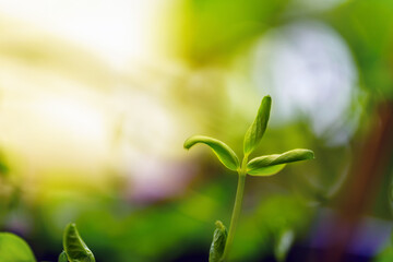The top of the sprout of young peas on a blurred background