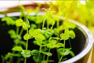 Sprouts of young peas in a pot next to the window