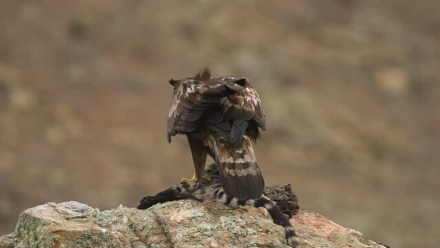 a golden eagle eats a dead genet
