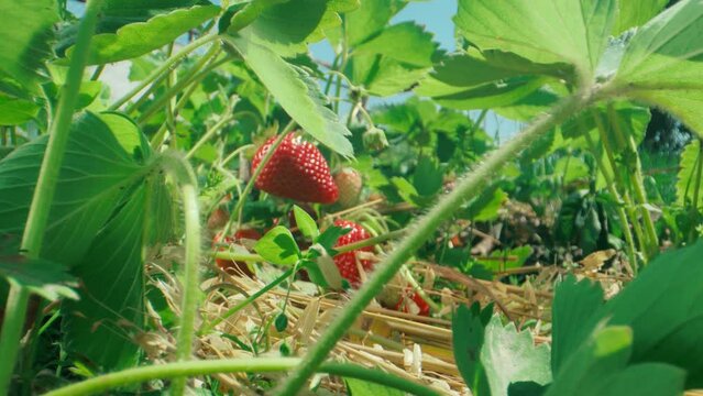 Ripe organic strawberry bush in the garden in sunny summer day. Growing a crop of natural strawberries. Dolly in camera movement in the strawberry bushes close up
