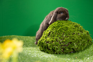 Adorable Bunny With Easter decoration.