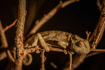 Flap-necked chameleon sitting on a branch.