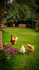 rooster and chickens in the garden
