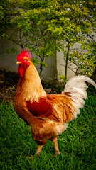 beautiful rooster in the farm © Daniel