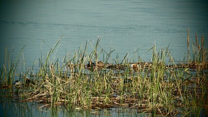Obraz na płótnie Canvas aves incubando los huevos en una pequeña isla del lago de ivars y vila sana, lérida, españa, europa 