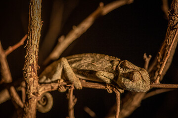 Flap-necked chameleon sitting on a branch.