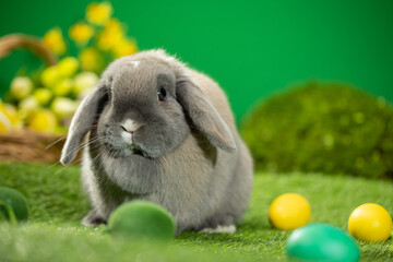 Easter bunny sitting near Easter eggs, green grass. Cute colorful bunny, green background, spring...