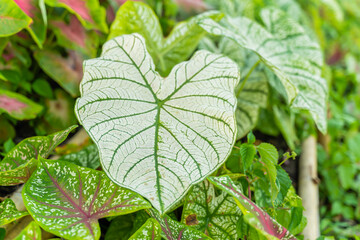 Background bonsai queen of leaves in Thailand