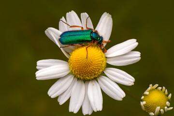 Obraz premium Close up beautiful insect in the garden
