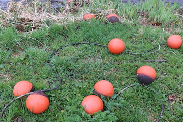 Bojen am Flussufer. Emsland.