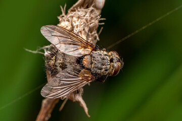 Macro shots, Beautiful nature scene. Closeup beautiful Housefly sitting on the flower in a summer garden.