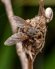 Macro shots, Beautiful nature scene. Closeup beautiful Housefly sitting on the flower in a summer garden.