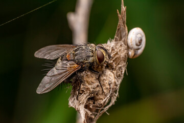 Macro shots, Beautiful nature scene. Closeup beautiful Housefly sitting on the flower in a summer garden.