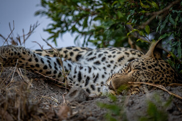 Close up of a Female Leopard sleeping.
