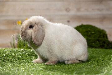 Easter bunny sitting on green grass. Cute colorful bunny, green background, spring holiday, symbol of Easter, rabbits crawling on the green grass