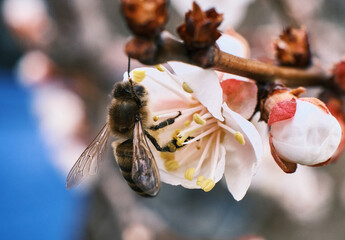 Bees pollinate the almond tree