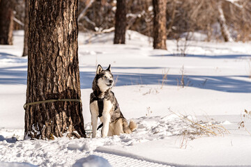muzzle of a husky dog close-up