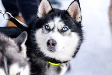 muzzle of a husky dog close-up