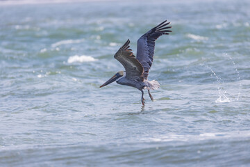 Pelican flying over the ocean