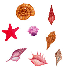 Sea shells collection painting isolated 