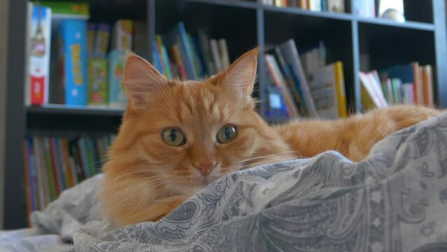 Cute ginger cat is lying in bed. Fluffy pet comfortably relaxes on patterned bed linen.
