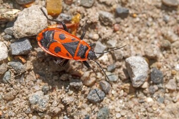 bug on the ground