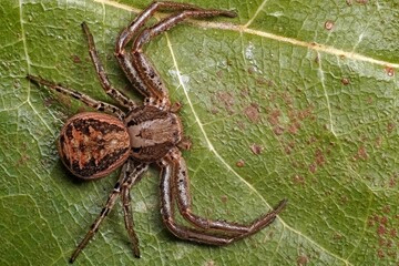 spider on a web