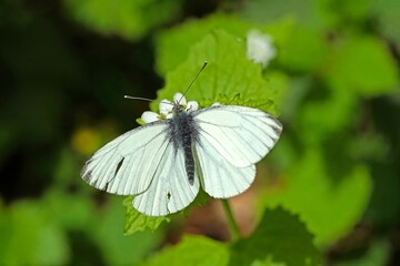 white butterfly on a green grass